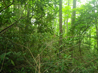 Plot Code: GRSM_AA_0486_6