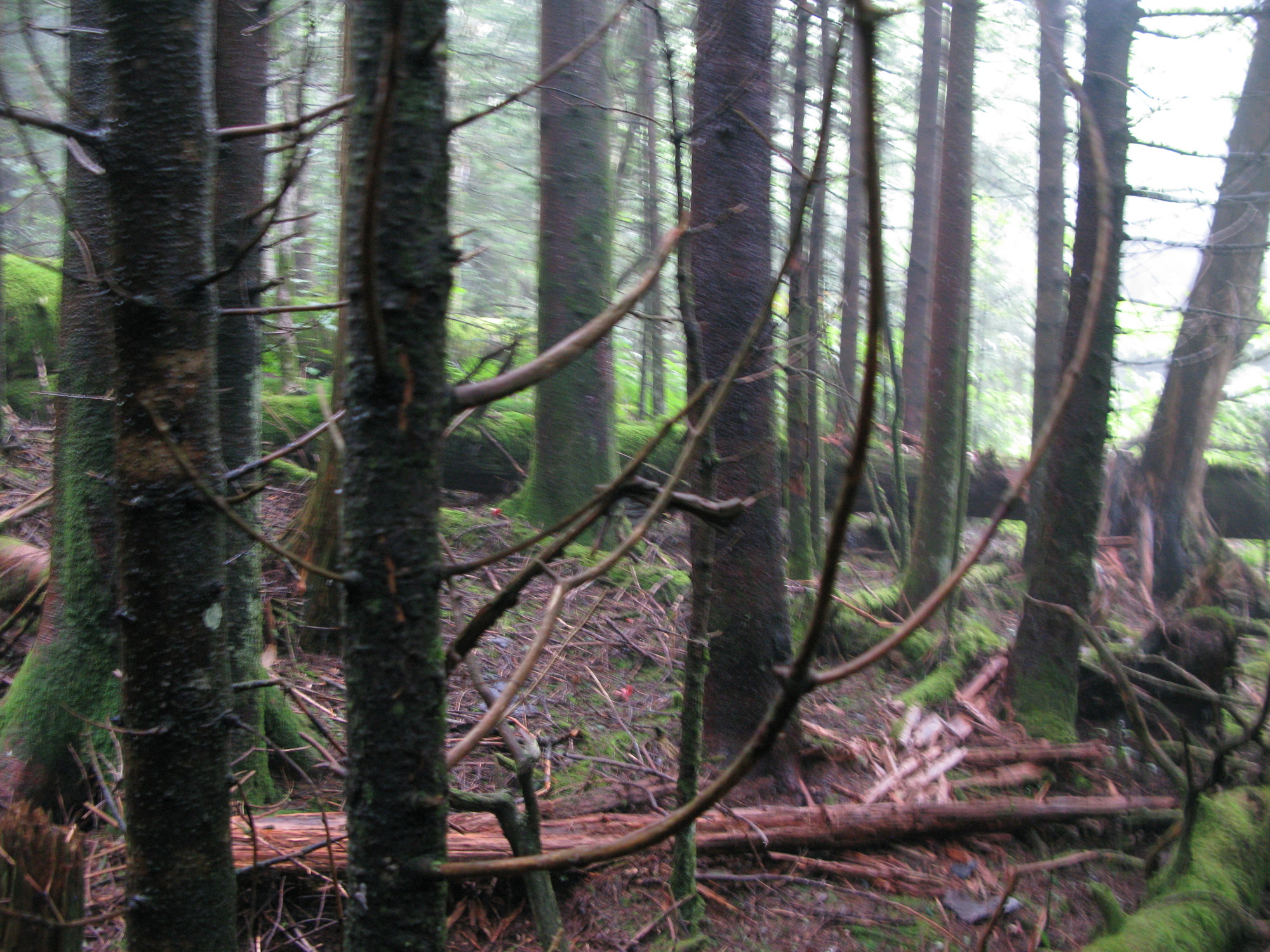 GRSM Accuracy Assessment. Plot Code: GRSM_AA_0018_3