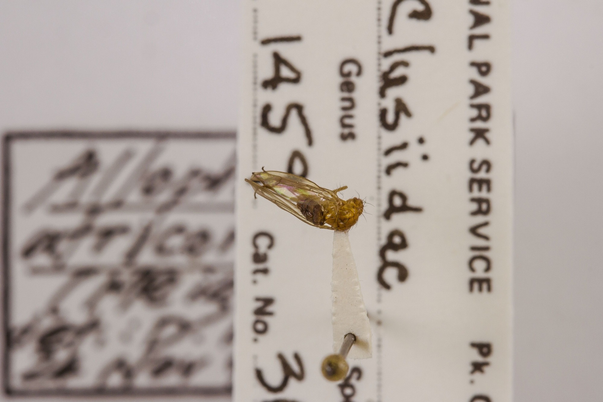 Image of Allophyla atricornis, a species of