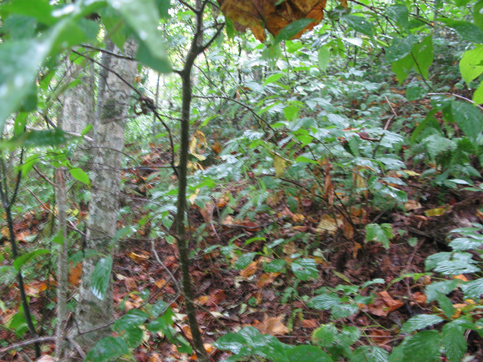 GRSM Accuracy Assessment. Plot Code: GRSM_AA_0440_3