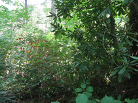 GRSM Accuracy Assessment. Plot Code: GRSM_AA_0842_3