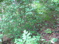 GRSM Accuracy Assessment. Plot Code: GRSM_AA_0581_5