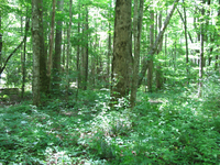 GRSM Accuracy Assessment. Plot Code: GRSM_AA_0293_6