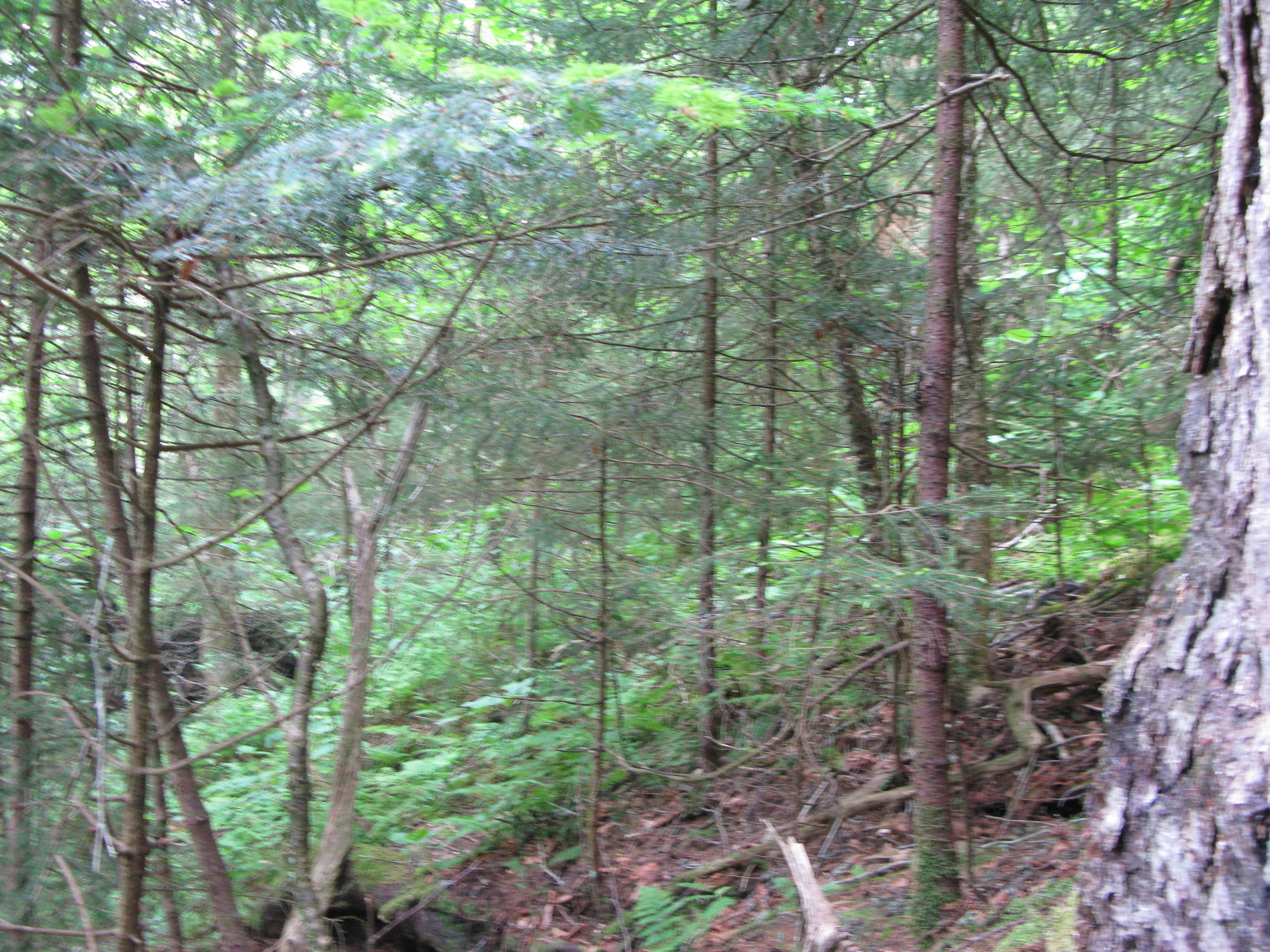 GRSM Accuracy Assessment. Plot Code: GRSM_AA_0173_3