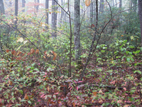 GRSM Accuracy Assessment. Plot Code: GRSM_AA_0238_2