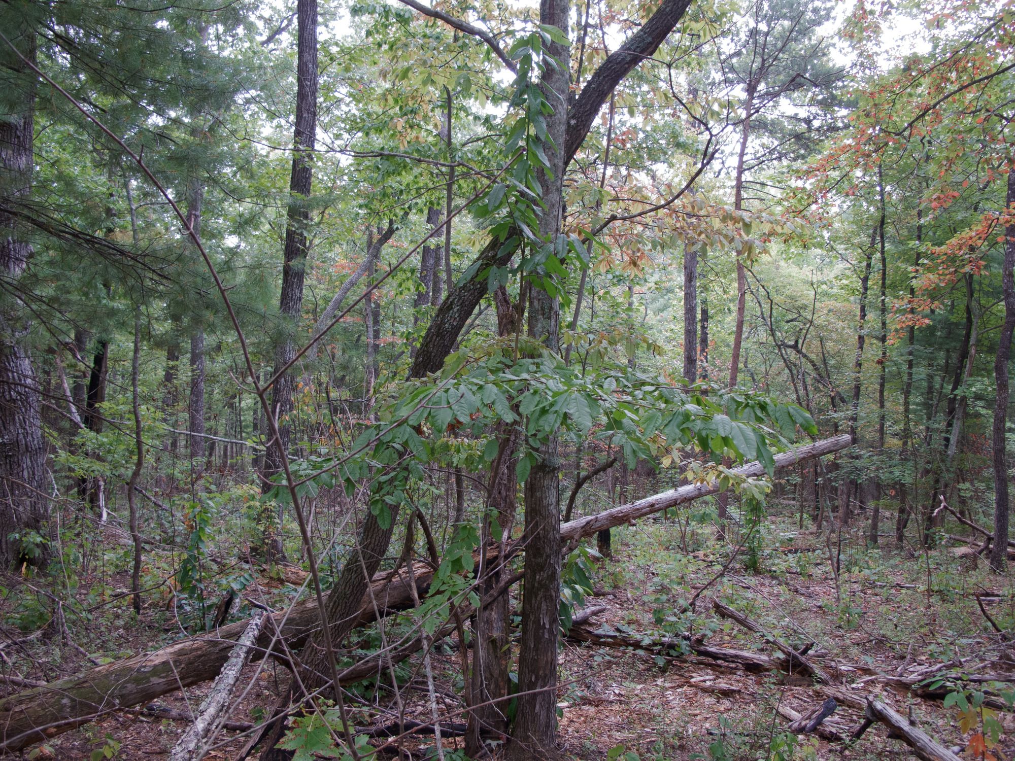 GRSM Accuracy Assessment. Plot Code: GRSM_AA_0898_3