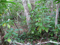 GRSM Accuracy Assessment. Plot Code: GRSM_AA_0631_2