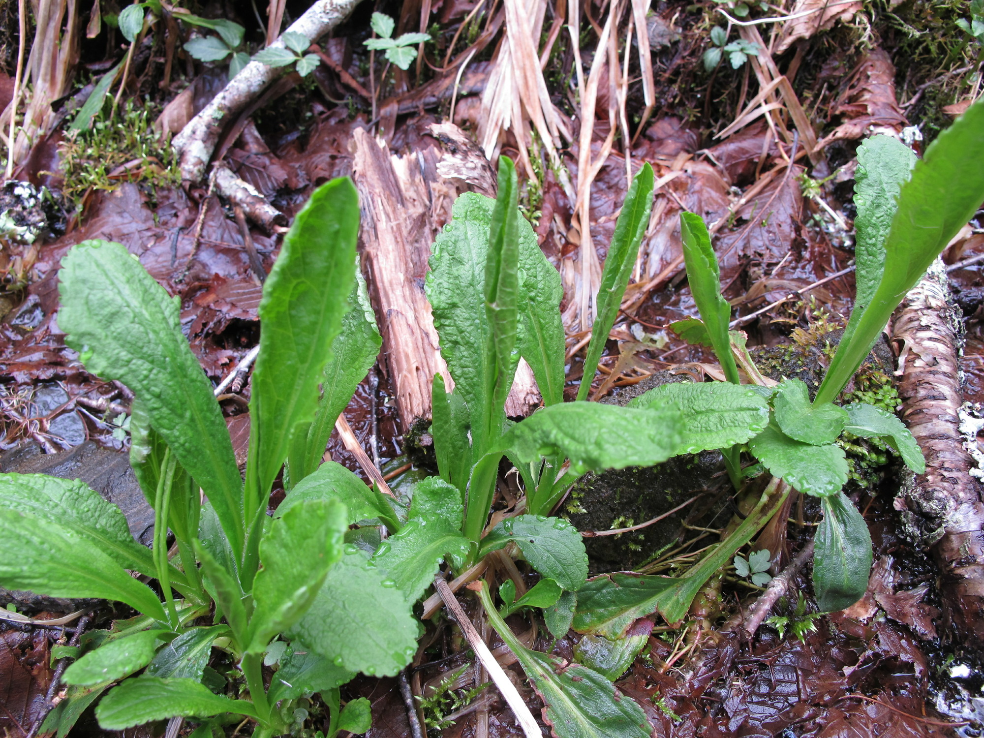 Image of Lobelia cardinalis, a species of Vascular Plant
