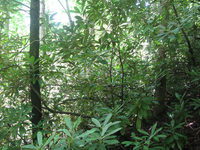 GRSM Accuracy Assessment. Plot Code: GRSM_AA_0409_6