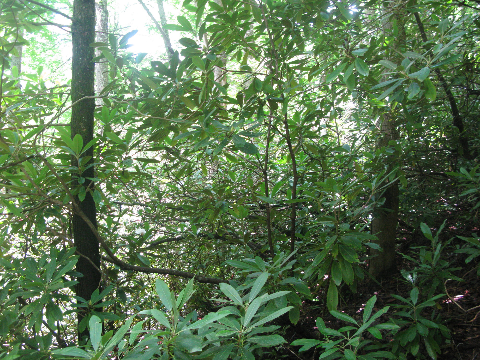 GRSM Accuracy Assessment. Plot Code: GRSM_AA_0409_6