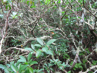 Plot Code: GRSM_AA_0439_3