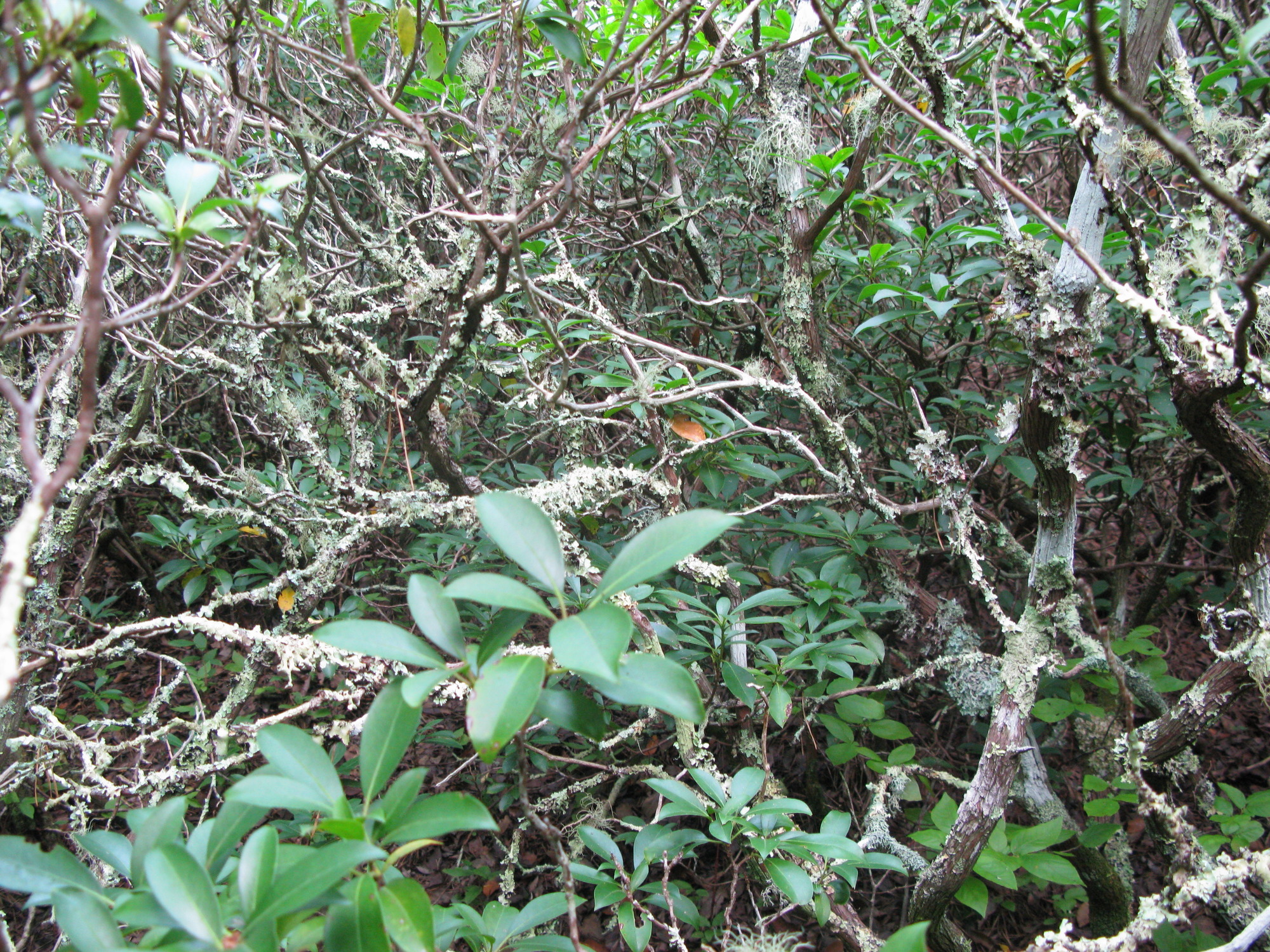 Plot Code: GRSM_AA_0439_3