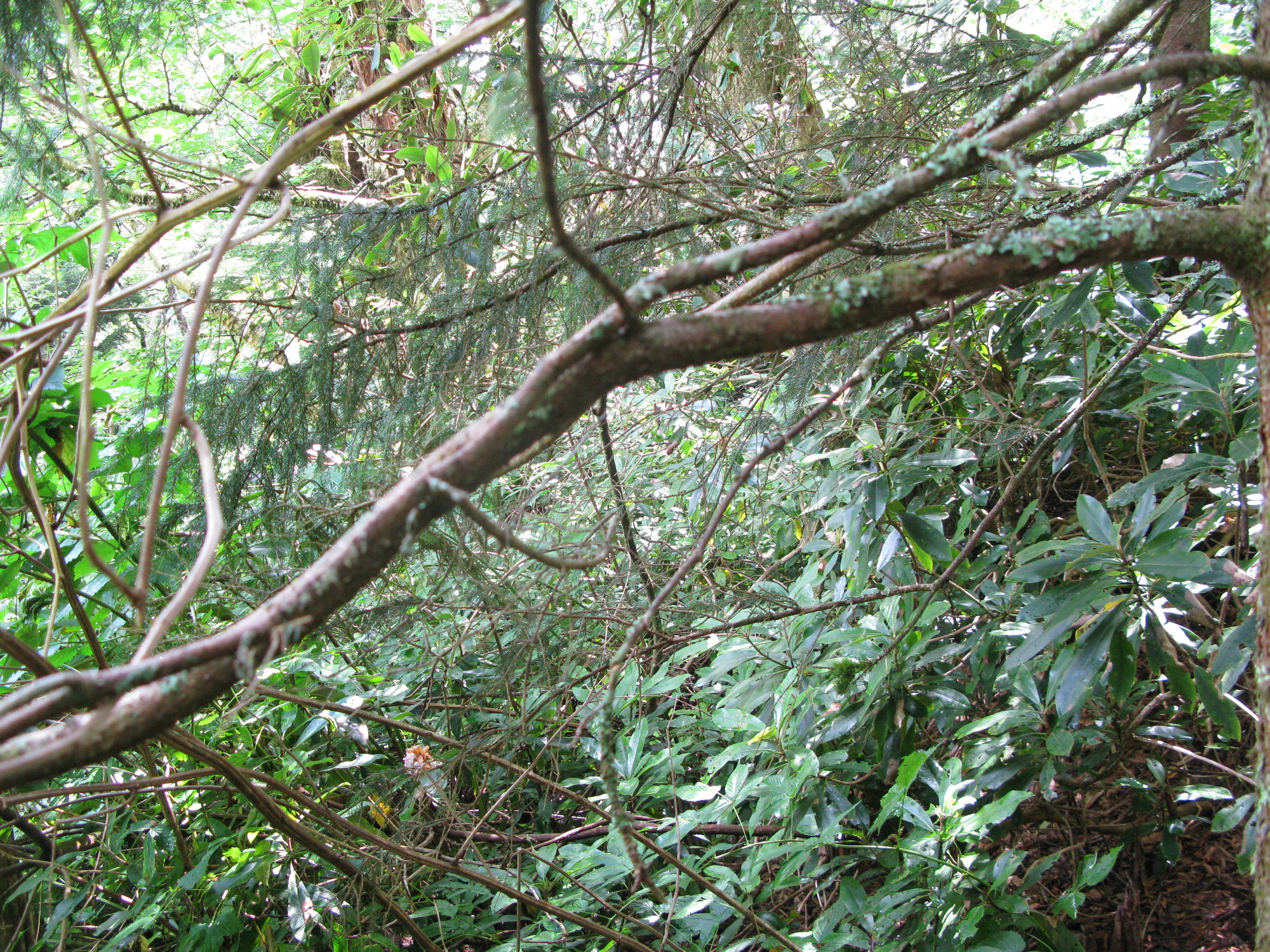 GRSM Accuracy Assessment. Plot Code: GRSM_AA_0904_3