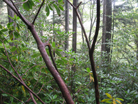 GRSM Accuracy Assessment. Plot Code: GRSM_AA_0025_2