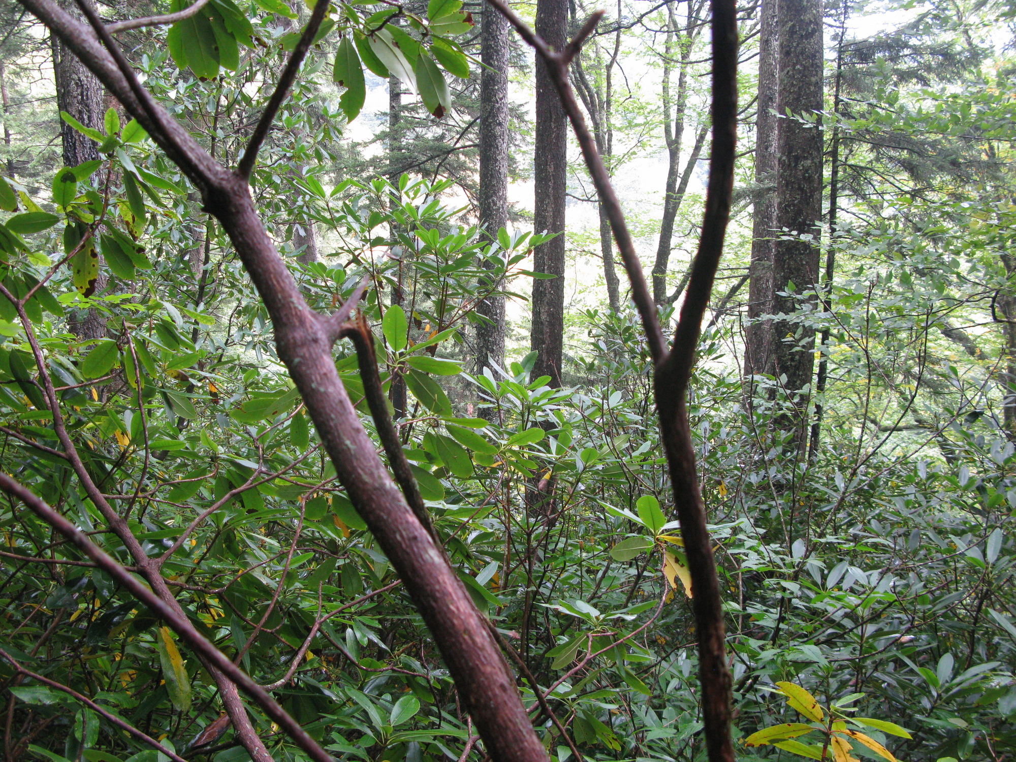 GRSM Accuracy Assessment. Plot Code: GRSM_AA_0025_2