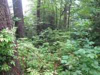 GRSM Accuracy Assessment. Plot Code: GRSM_AA_0425_5