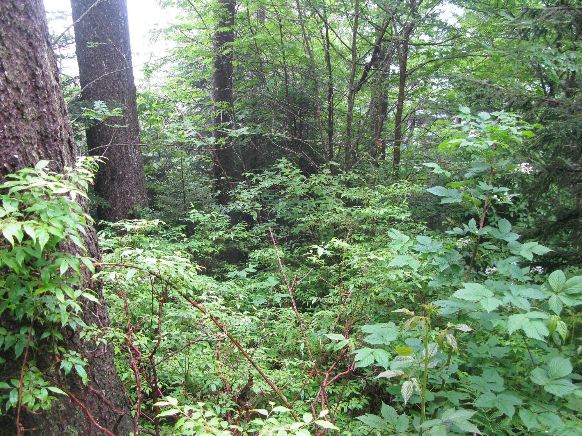 GRSM Accuracy Assessment. Plot Code: GRSM_AA_0425_5