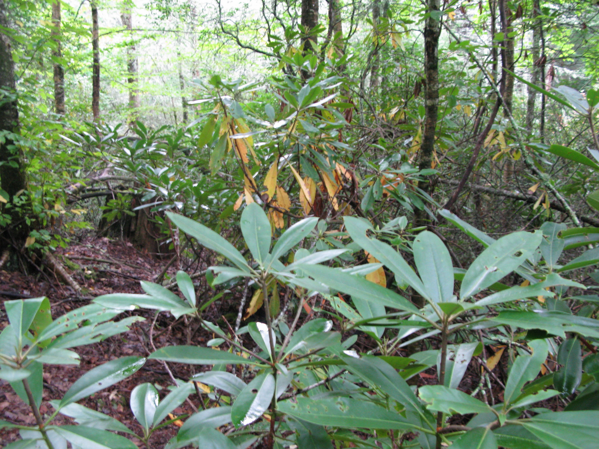 GRSM Accuracy Assessment. Plot Code: GRSM_AA_0117_5