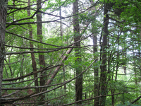 GRSM Accuracy Assessment. Plot Code: GRSM_AA_0074_6