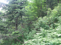 GRSM Accuracy Assessment. Plot Code: GRSM_AA_0425_2