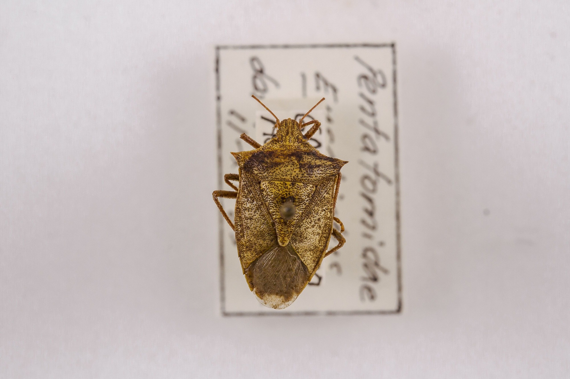 Image of Euschistus variolarius, a species of Animalia