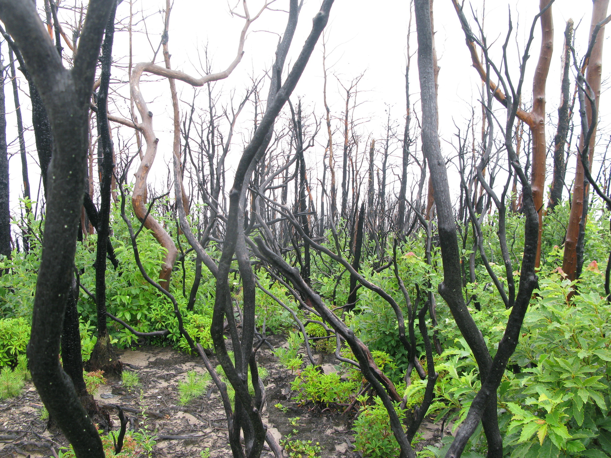 GRSM Accuracy Assessment. Plot Code: GRSM_AA_0857_4