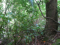 GRSM Accuracy Assessment. Plot Code: GRSM_AA_0352_6