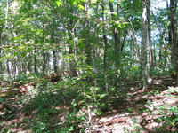 GRSM Accuracy Assessment. Plot Code: GRSM_AA_0746_2