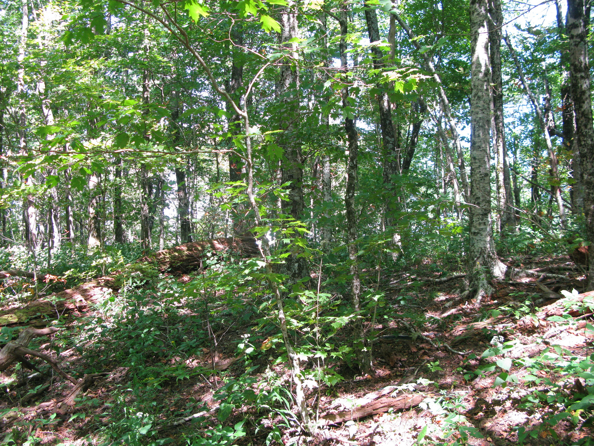 GRSM Accuracy Assessment. Plot Code: GRSM_AA_0746_2