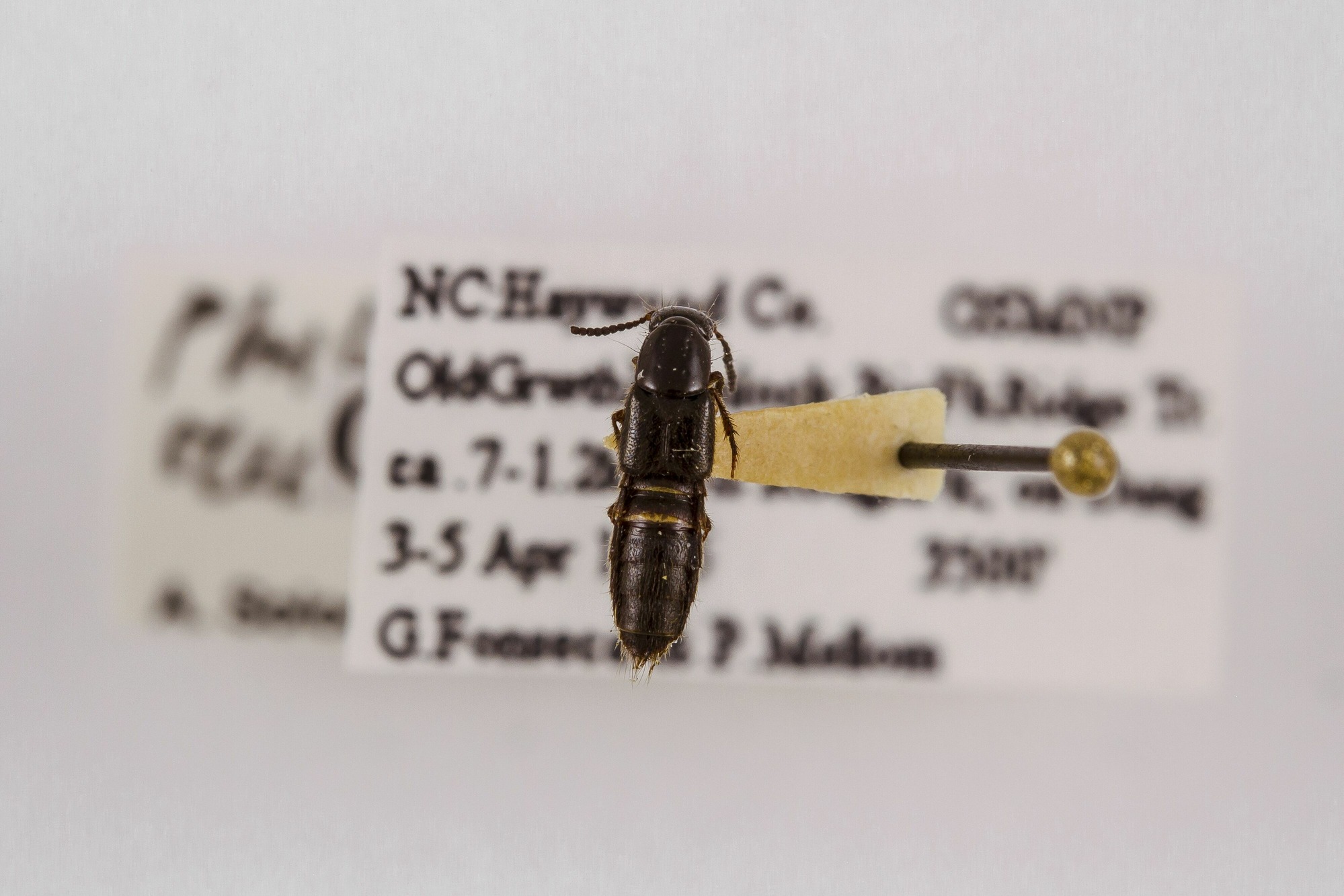 Image of Philonthus rectangulus, a species of Animalia