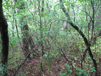 GRSM Accuracy Assessment. Plot Code: GRSM_AA_0211_5