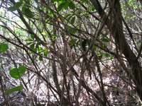 GRSM Accuracy Assessment. Plot Code: GRSM_AA_0895_2