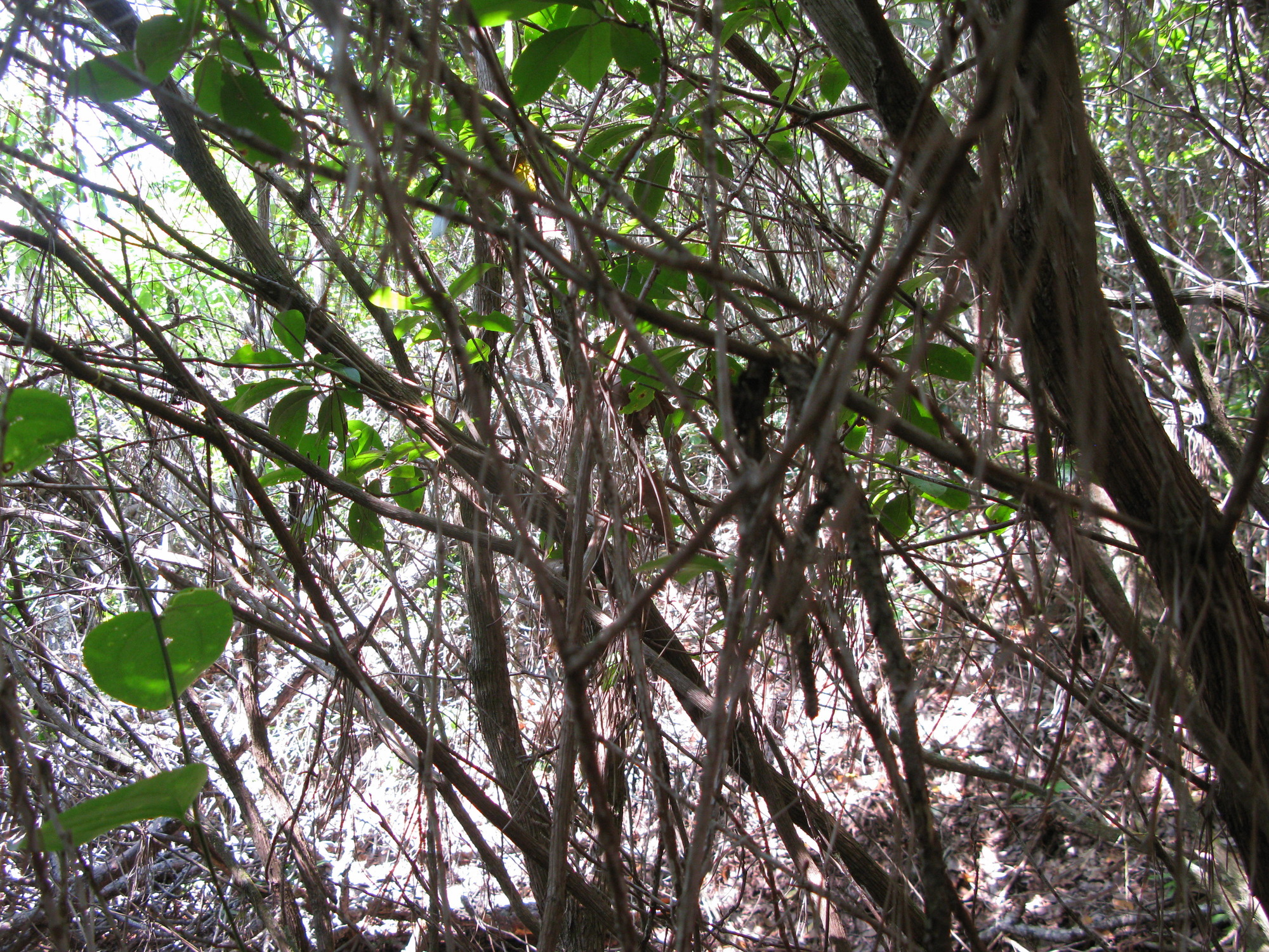 GRSM Accuracy Assessment. Plot Code: GRSM_AA_0895_2