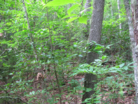 GRSM Accuracy Assessment. Plot Code: GRSM_AA_0050_2