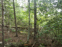 GRSM Accuracy Assessment. Plot Code: GRSM_AA_0326_3