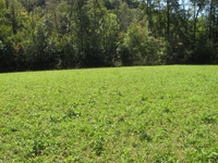 GRSM Accuracy Assessment. Plot Code: GRSM_AA_0798_4