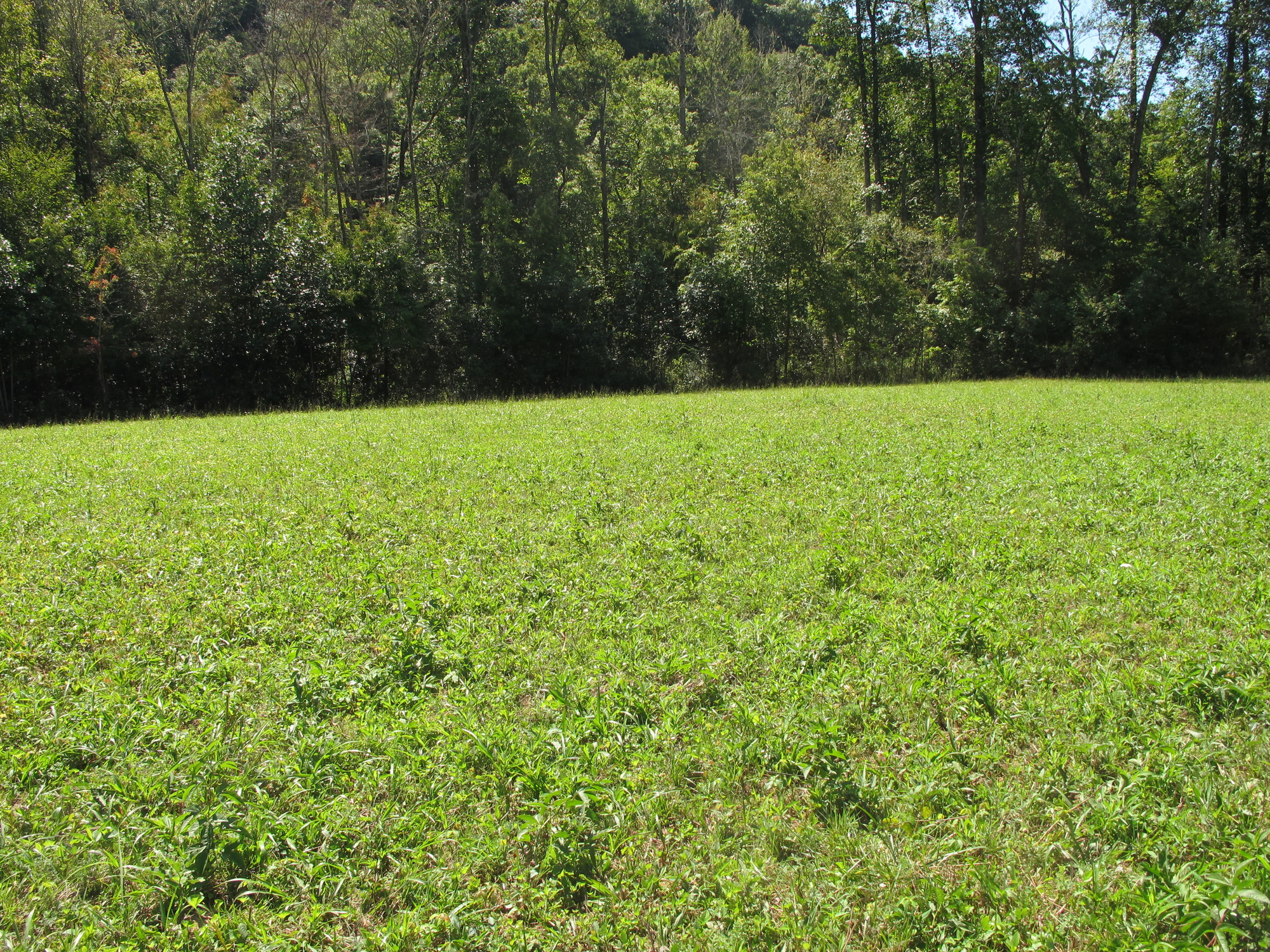 GRSM Accuracy Assessment. Plot Code: GRSM_AA_0798_4