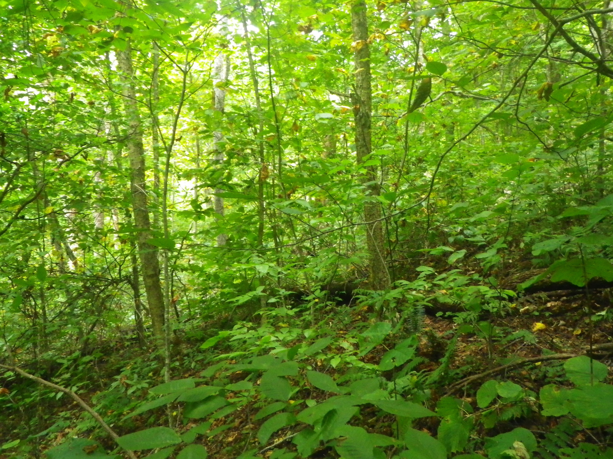 GRSM Accuracy Assessment. Plot Code: GRSM_AA_0618_6