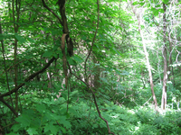 GRSM Accuracy Assessment. Plot Code: GRSM_AA_0738_2