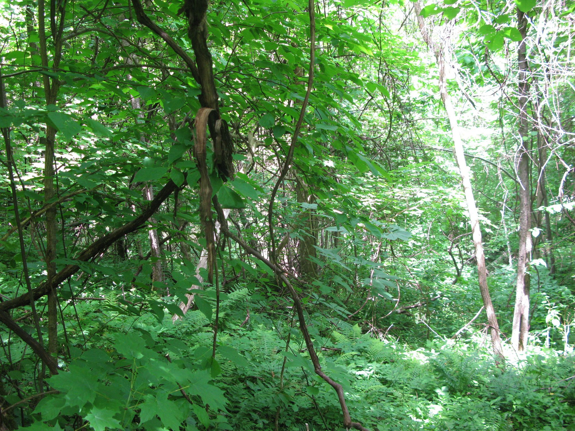 GRSM Accuracy Assessment. Plot Code: GRSM_AA_0738_2