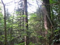 GRSM Accuracy Assessment. Plot Code: GRSM_AA_0151_6