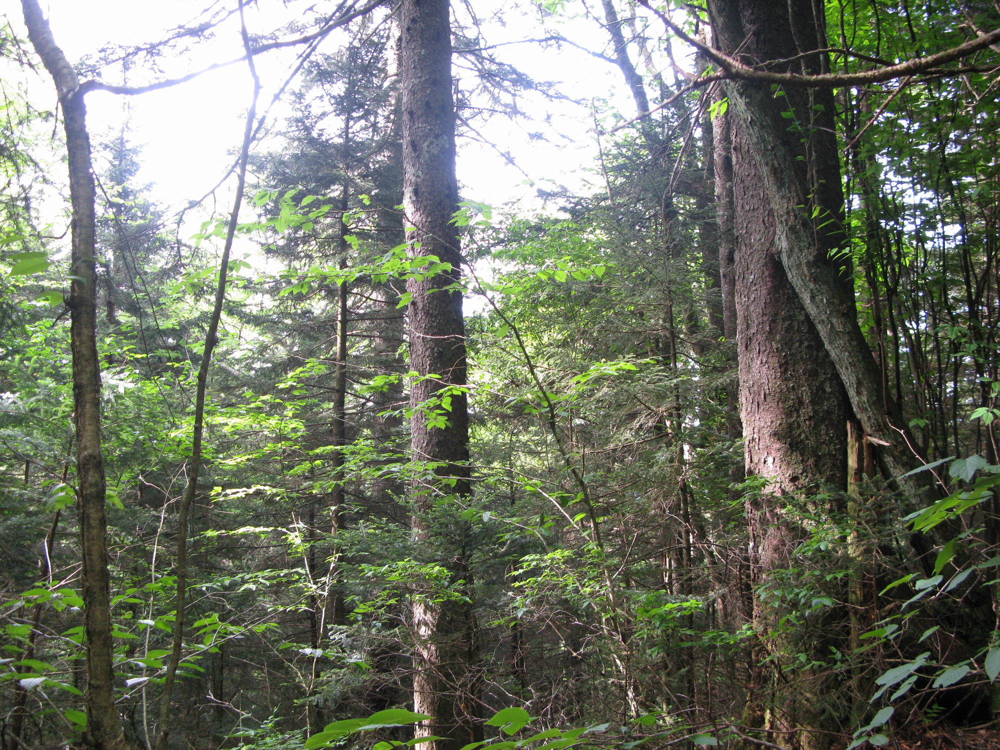 GRSM Accuracy Assessment. Plot Code: GRSM_AA_0151_6