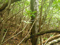 Plot Code: GRSM_AA_0396_3