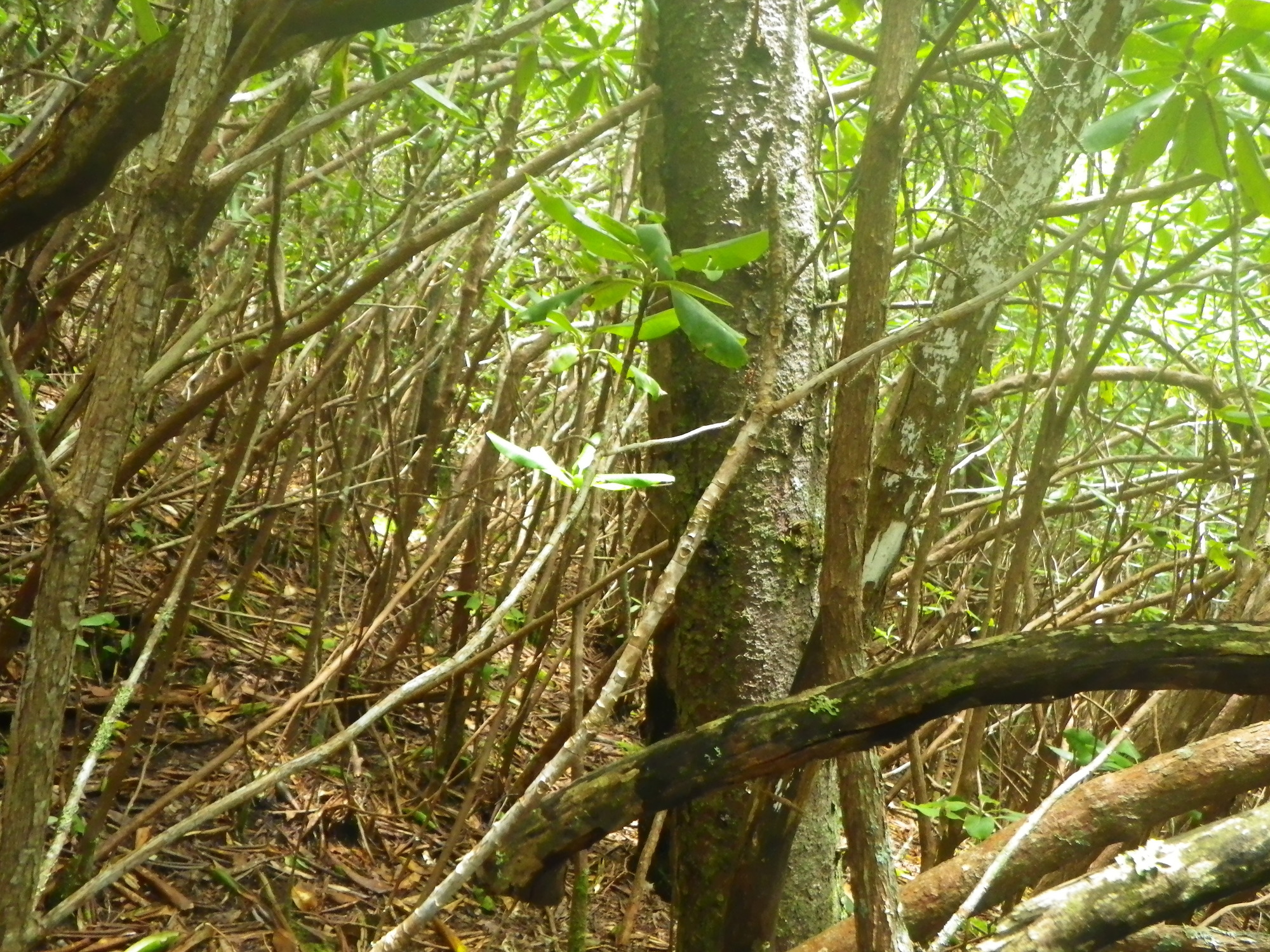 Plot Code: GRSM_AA_0396_3