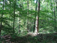 GRSM Accuracy Assessment. Plot Code: GRSM_AA_0056_4