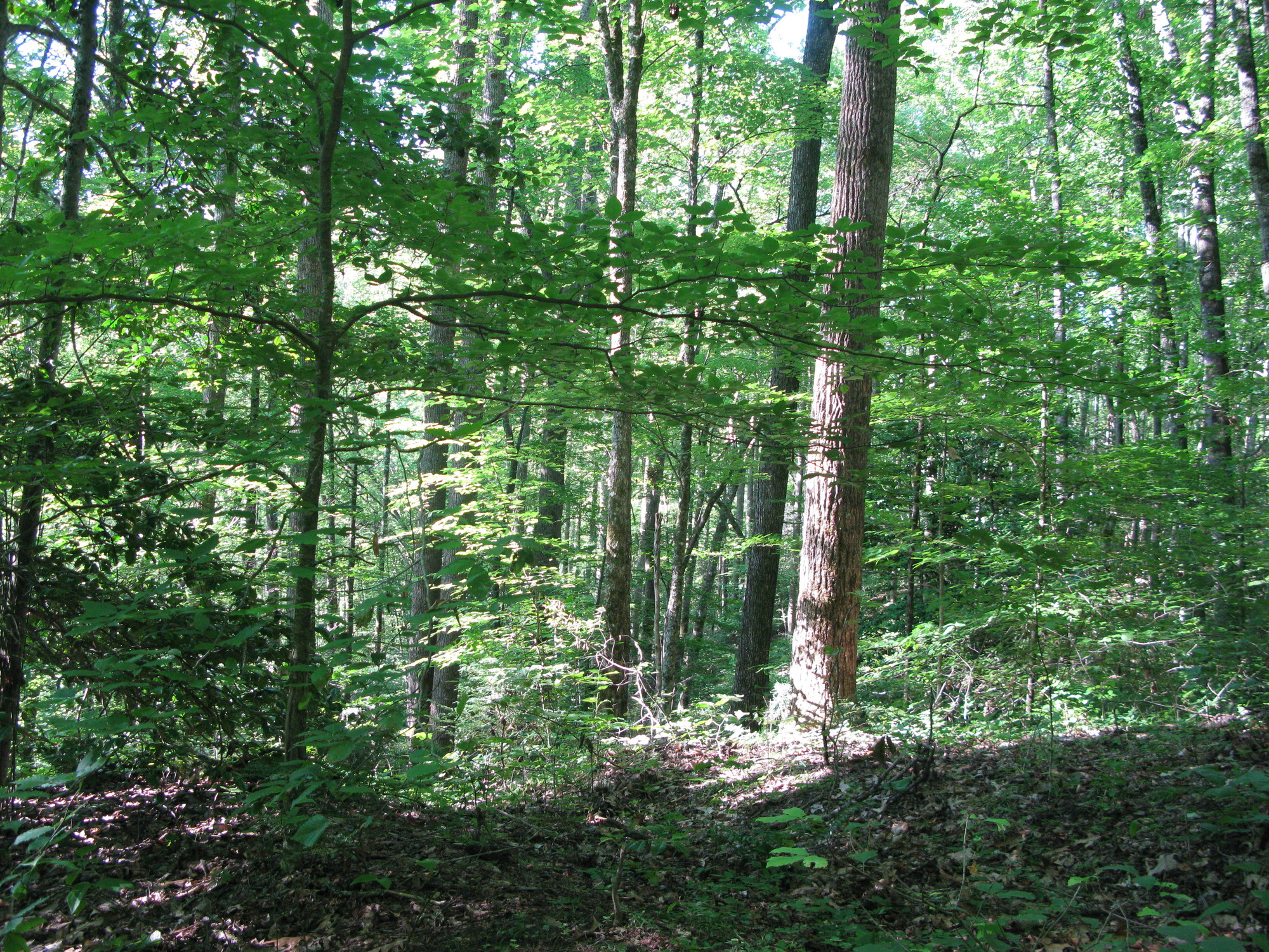 GRSM Accuracy Assessment. Plot Code: GRSM_AA_0056_4