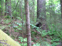 GRSM Accuracy Assessment. Plot Code: GRSM_AA_0173_5