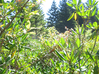 GRSM Accuracy Assessment. Plot Code: GRSM_AA_0595_3