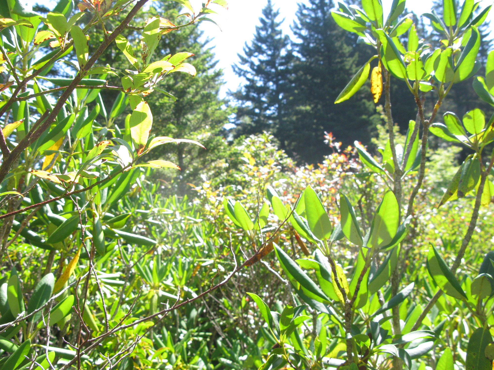 GRSM Accuracy Assessment. Plot Code: GRSM_AA_0595_3