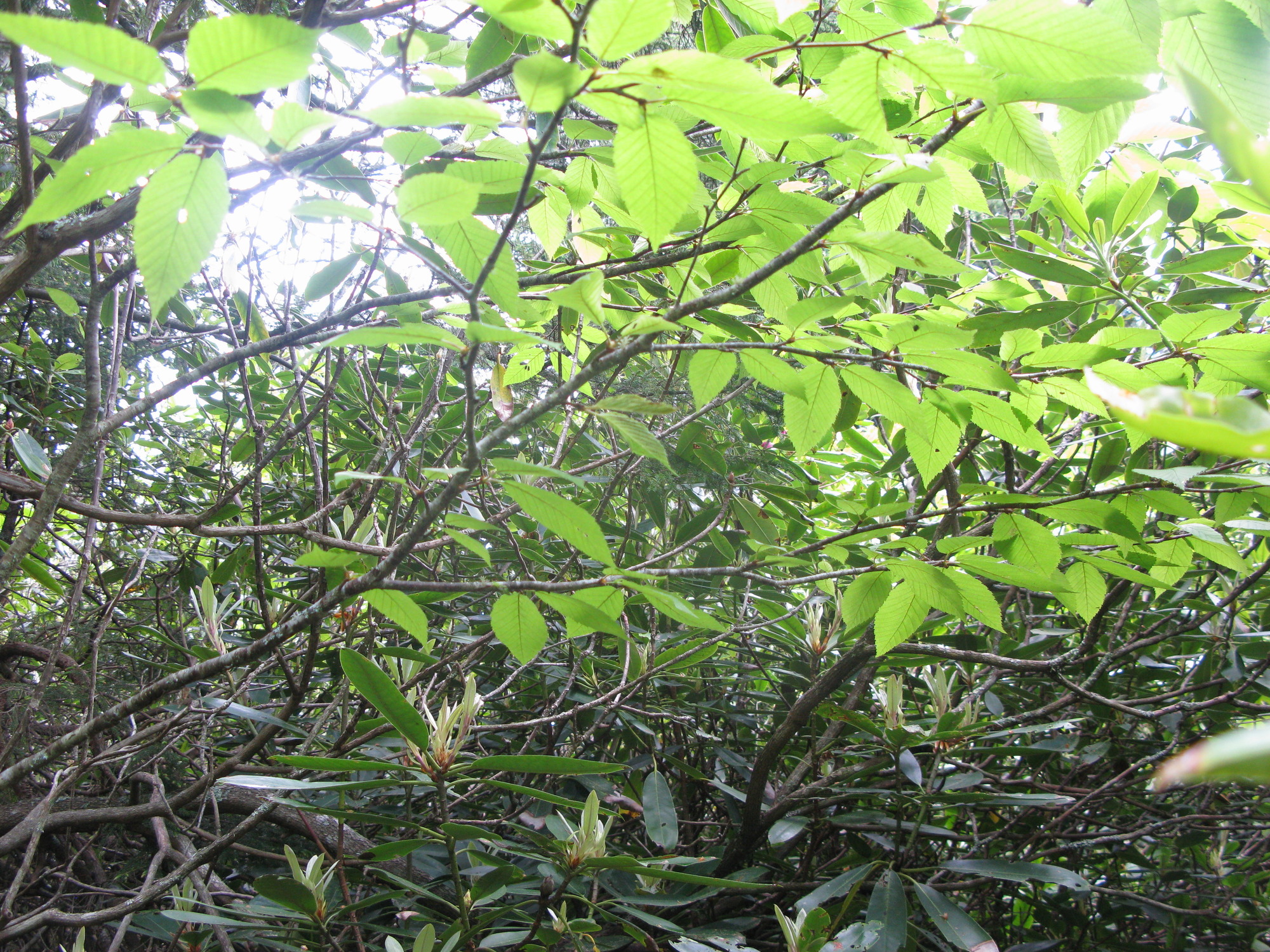 GRSM Accuracy Assessment. Plot Code: GRSM_AA_0546_3